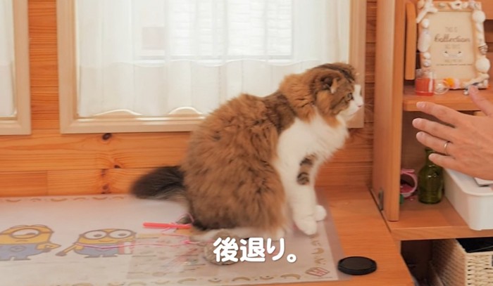 後退りする猫