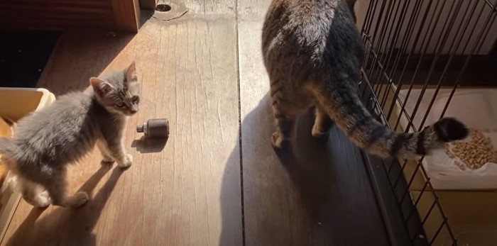 成猫と子猫