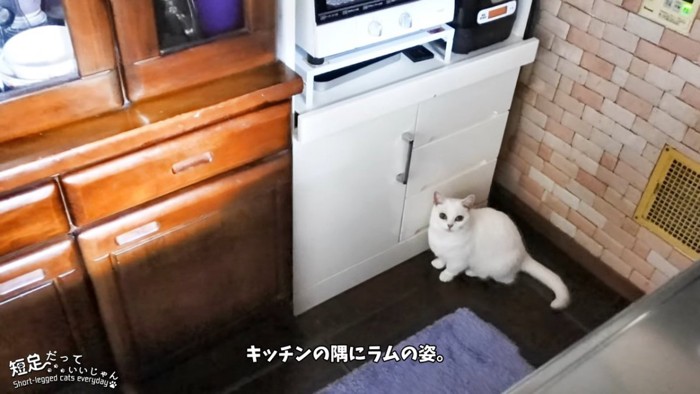 座る猫