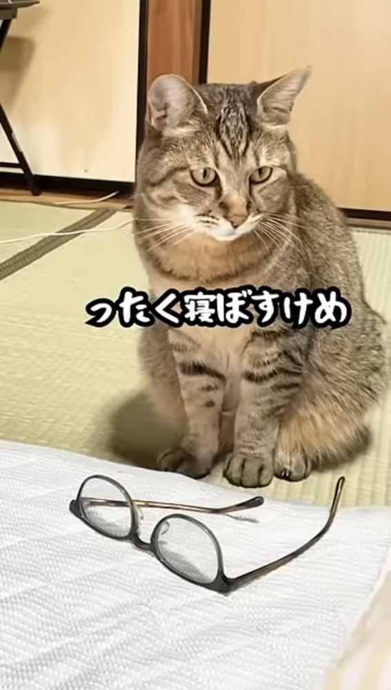 横を見る猫