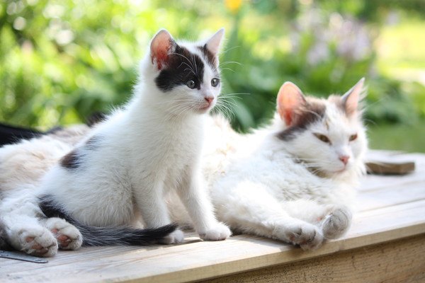 可愛いらしい子猫と隣にいる母猫