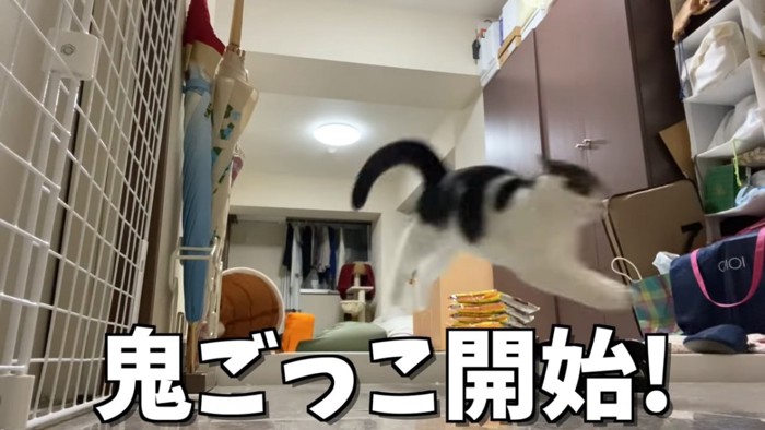 ジャンプする猫