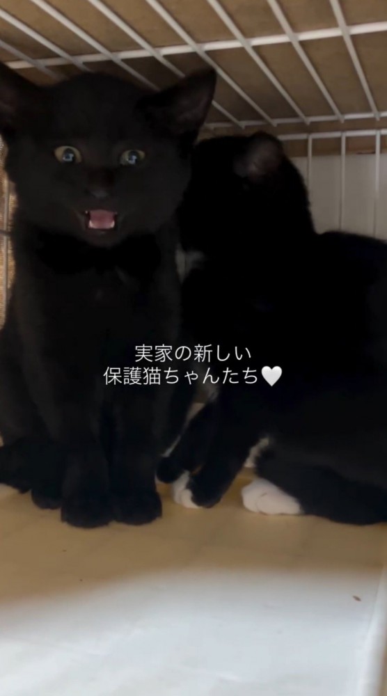 投稿者に向かって鳴き声をあげる黒い子猫