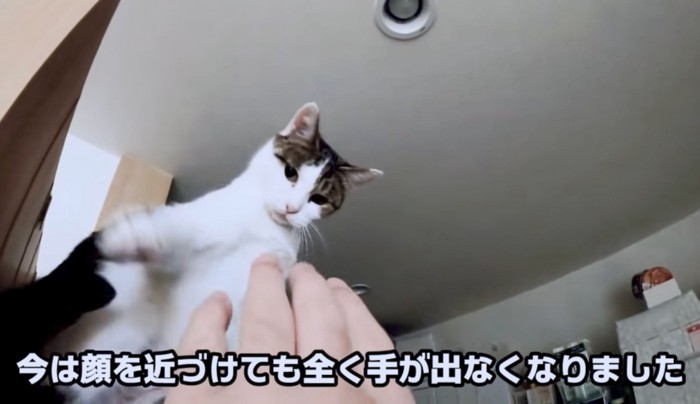 手を出すと猫パンチ！を繰り返す日々