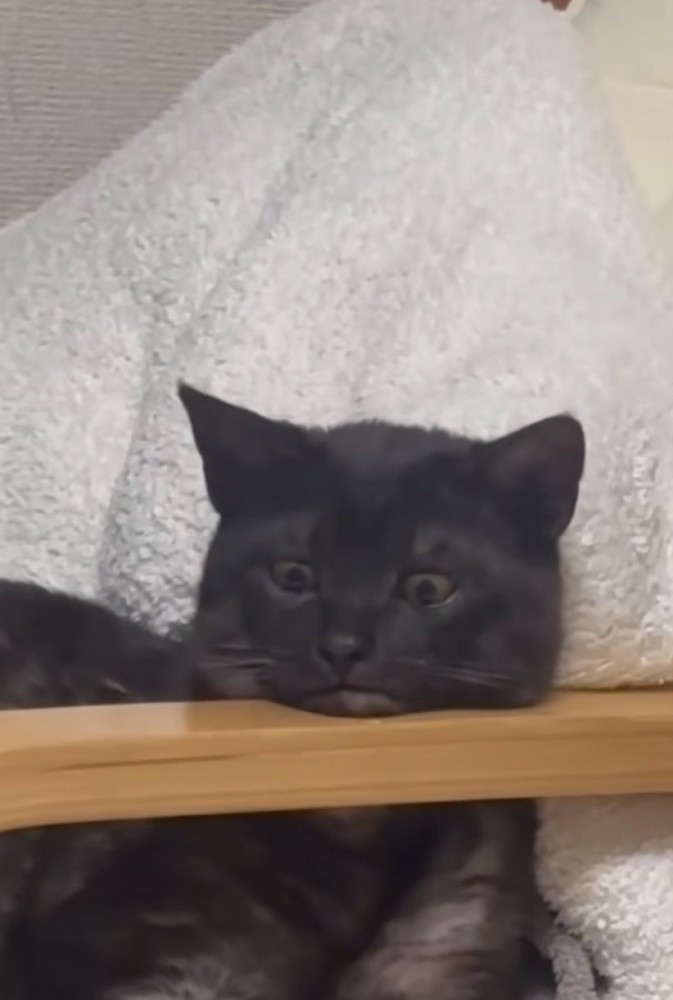 くつろぐジジちゃん