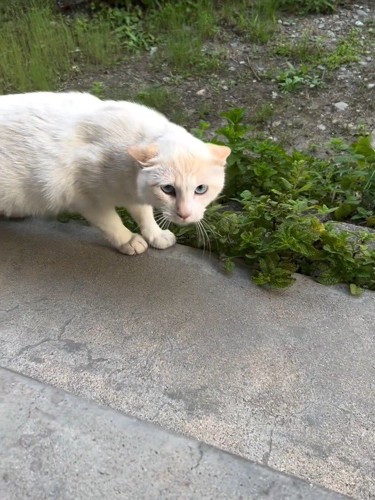 耳を倒している猫