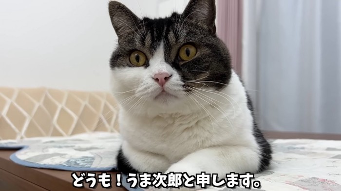 香箱座りの猫