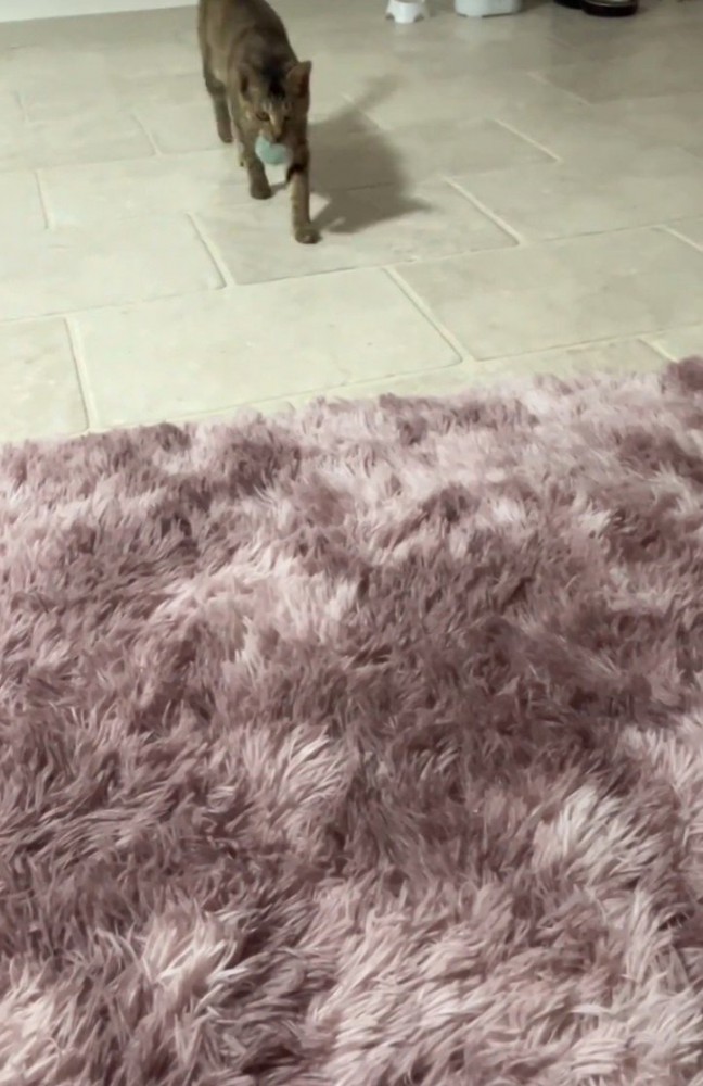 ボールをくわえて歩く猫