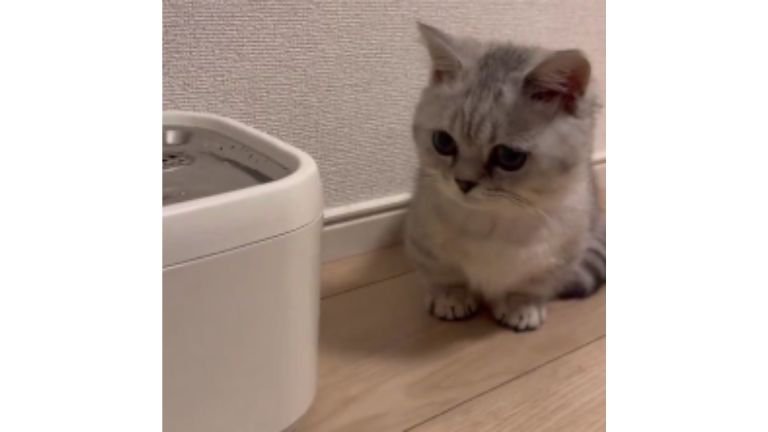 猫と自動給水機