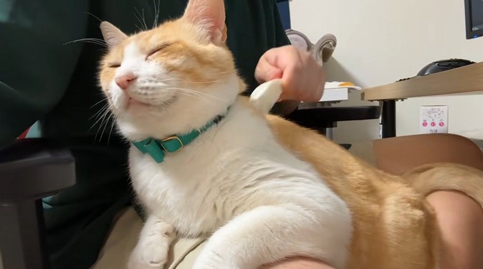 膝の上に乗っている猫