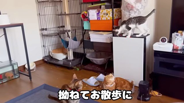 歩き回る子猫を見ている2匹の猫