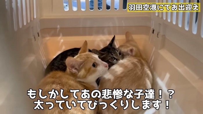 キャリーの中にいる3匹の猫たち
