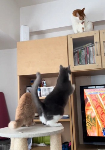 ジャンプするグレー白猫