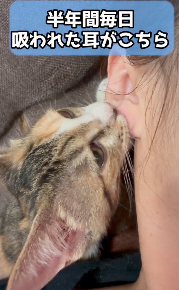 耳たぶを吸う猫