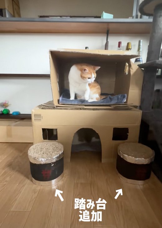 乗る猫