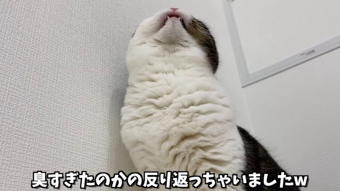 上を向く猫