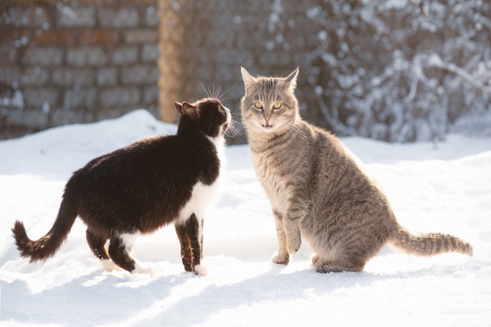 雪の上の猫