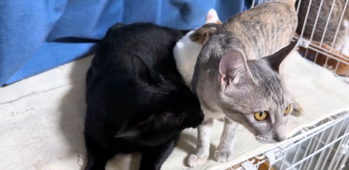 黄色い目の猫を舐める黒猫
