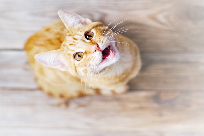 訴えるように鳴く猫