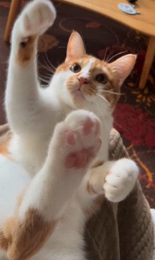 じゃれつく猫