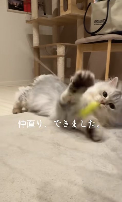 寝転がっておもちゃで遊ぶ猫