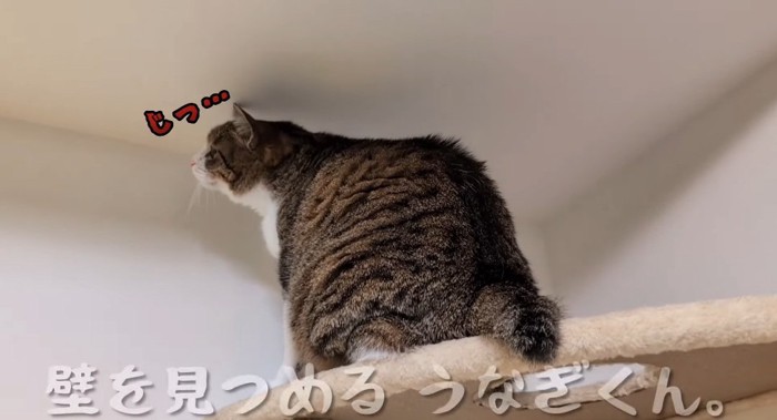 タワーの上の猫