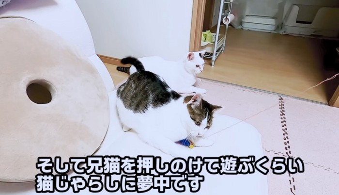 猫じゃらしの音だけでワクワク！