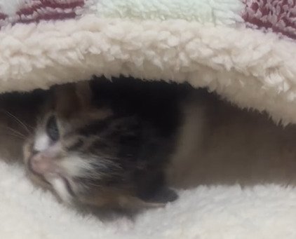 毛布にくるまる子猫2