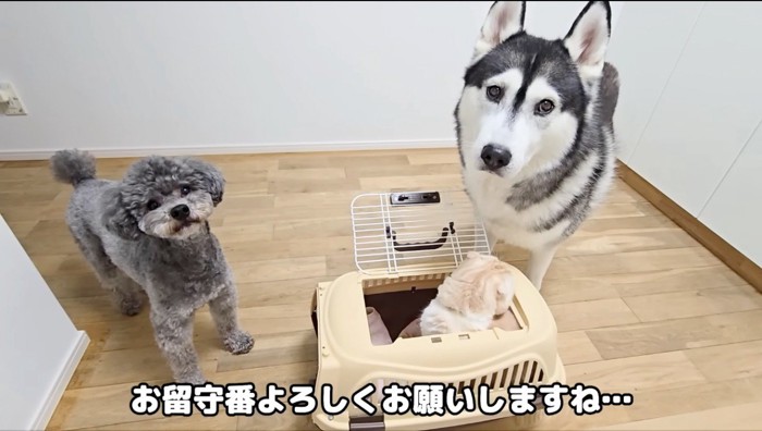 玄関に置かれた猫の入ったクレートの近くに集まる2頭の犬