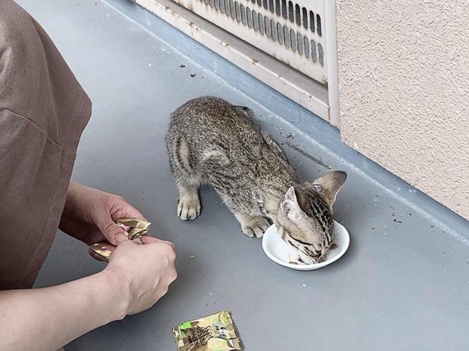 保護当時のテトちゃん