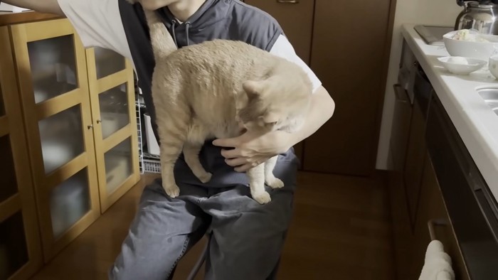 息子さんのお膝の上に乗る猫ちゃん