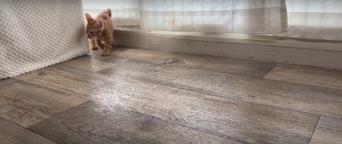 走り回る子猫
