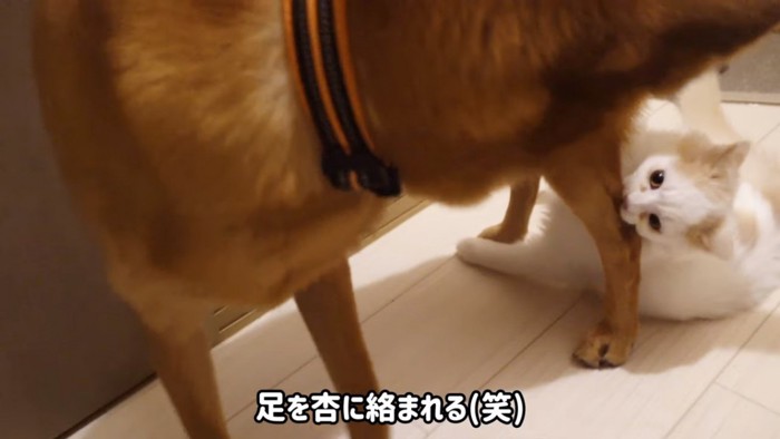 犬の足にかみつく子猫