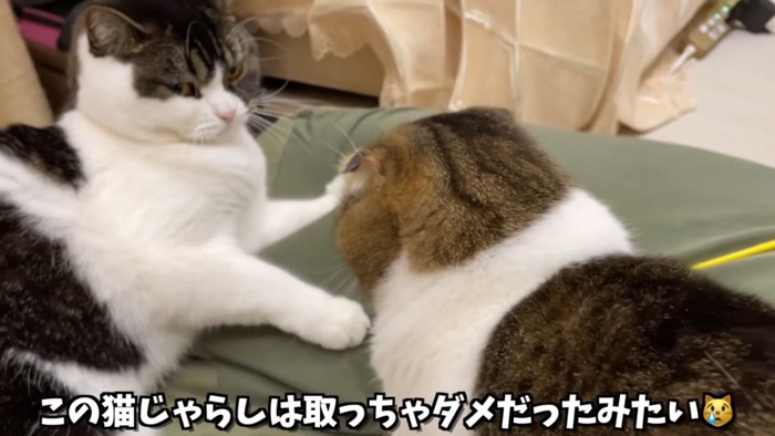 折れ耳猫の後ろ姿