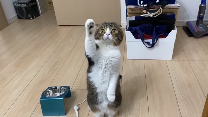 前足をあげる猫