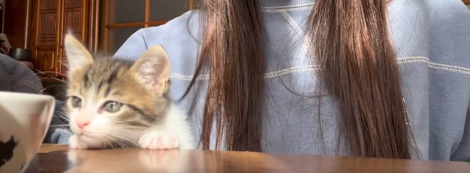 机の端から顔を出している子猫