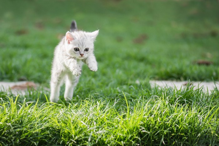 走ってくる猫