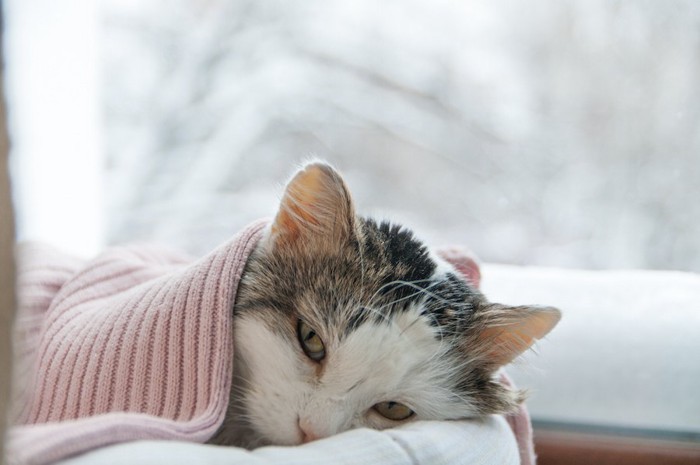 ブランケットをかけて眠る猫