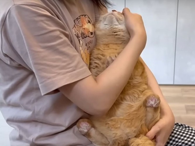 抱かれる猫