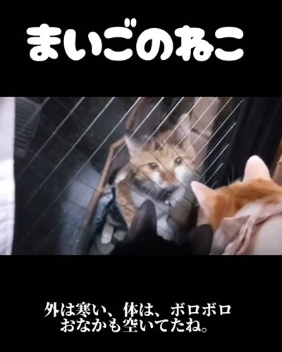 家の中を見ている猫