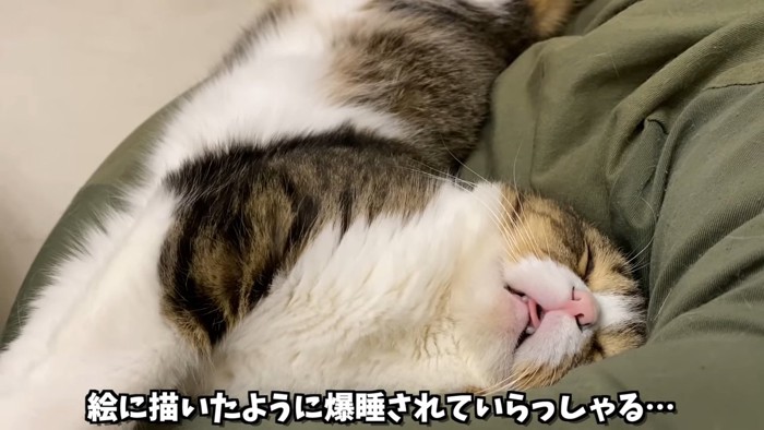 寝ている猫