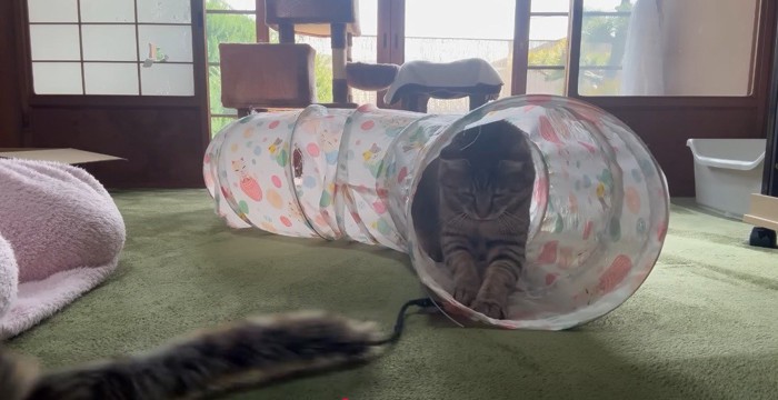 トンネルに入って遊ぶ猫