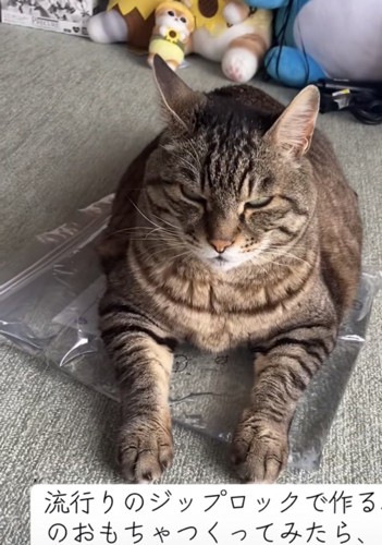 おもちゃの上でくつろぐ猫の写真10