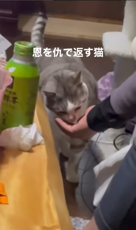 餌をもらう猫