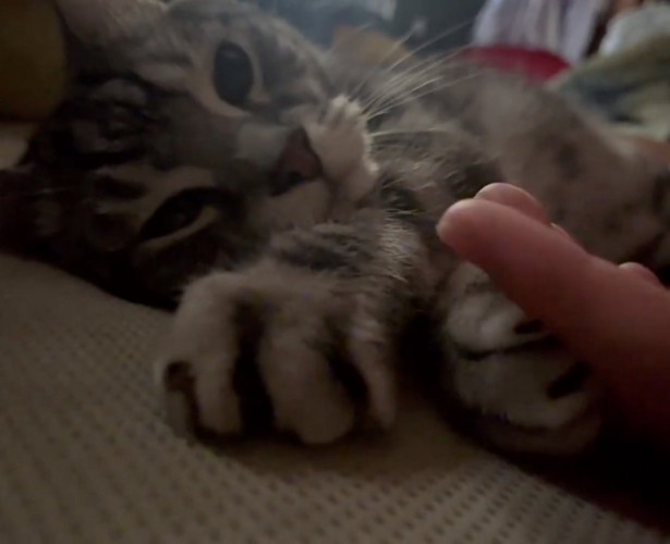 指を握る猫