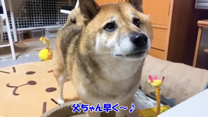 立っている犬