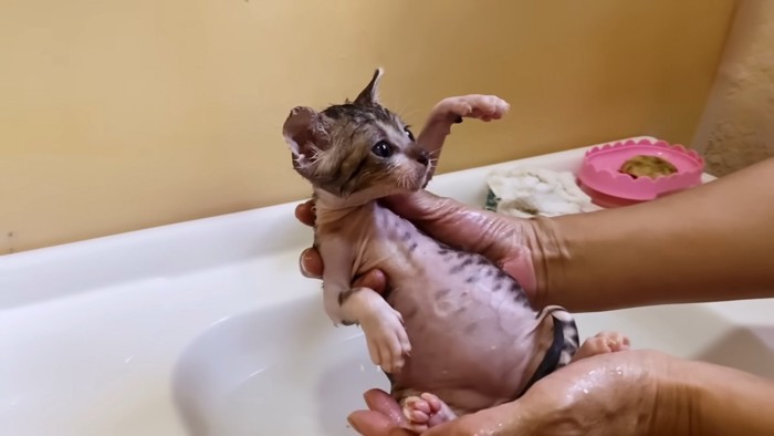 人の手のひらの上の子猫