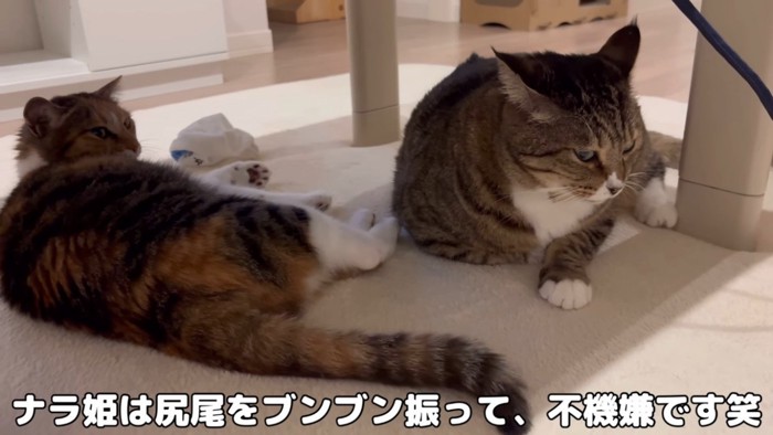 三毛猫に睨まれ怯えるキジトラ猫