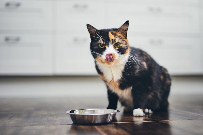 食後に口の周りを舐める猫