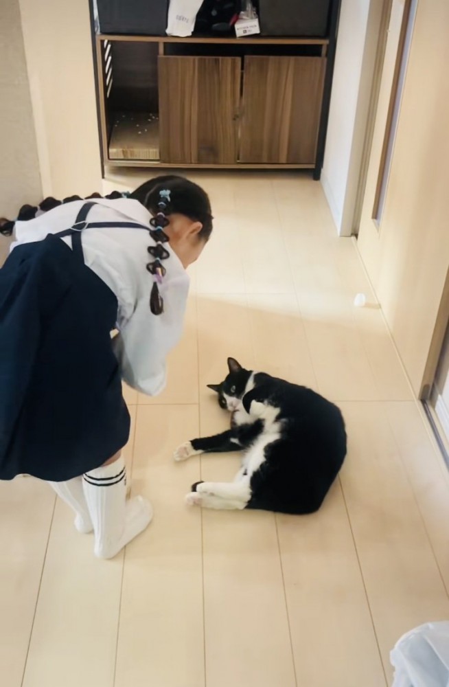 娘さんを通せんぼするハチワレ猫